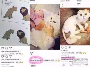 明星虐猫,道德底线何在？